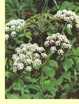 Сныть обыкновенная (Aegopidium podagraria L.) Сныть обыкновенная (Aegopidium podagraria L.)